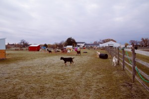 The property provides a home to a variety of animals including horses, goats, pigs and cattle. 