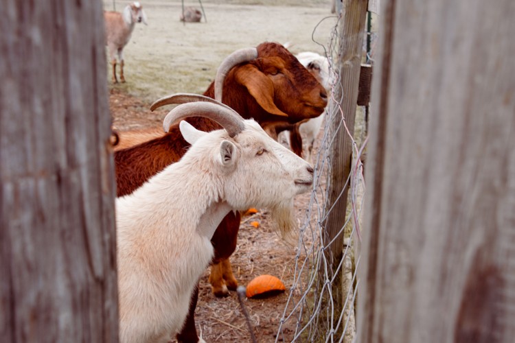 Tiny Hooves Animal Sanctuary