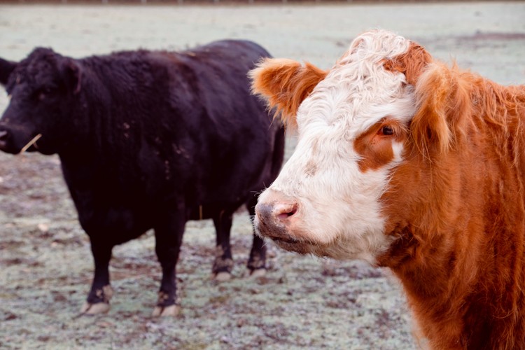 Tiny Hooves Animal Sanctuary