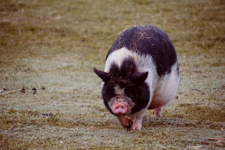 Tiny Hooves Animal Sanctuary