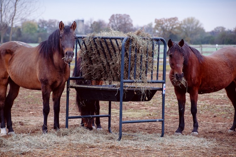 Tiny Hooves Animal Sanctuary