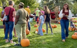 Pumpkin Patch