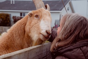 Tiny Hooves Animal Sanctuary