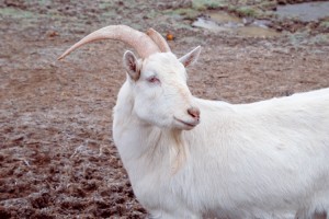 Tiny Hooves Animal Sanctuary