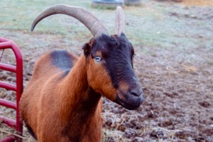 Tiny Hooves Animal Sanctuary