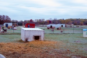 Tiny Hooves Animal Sanctuary