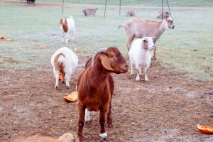 Tiny Hooves Animal Sanctuary