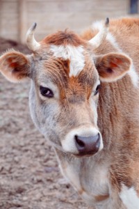 Tiny Hooves Animal Sanctuary