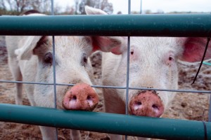 Tiny Hooves Animal Sanctuary