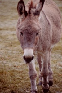 Tiny Hooves Animal Sanctuary