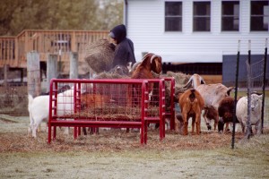 Tiny Hooves Animal Sanctuary